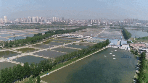 天津市鯉鯽魚水產種質資源場建設項目 良種培育與產業升級的新篇章